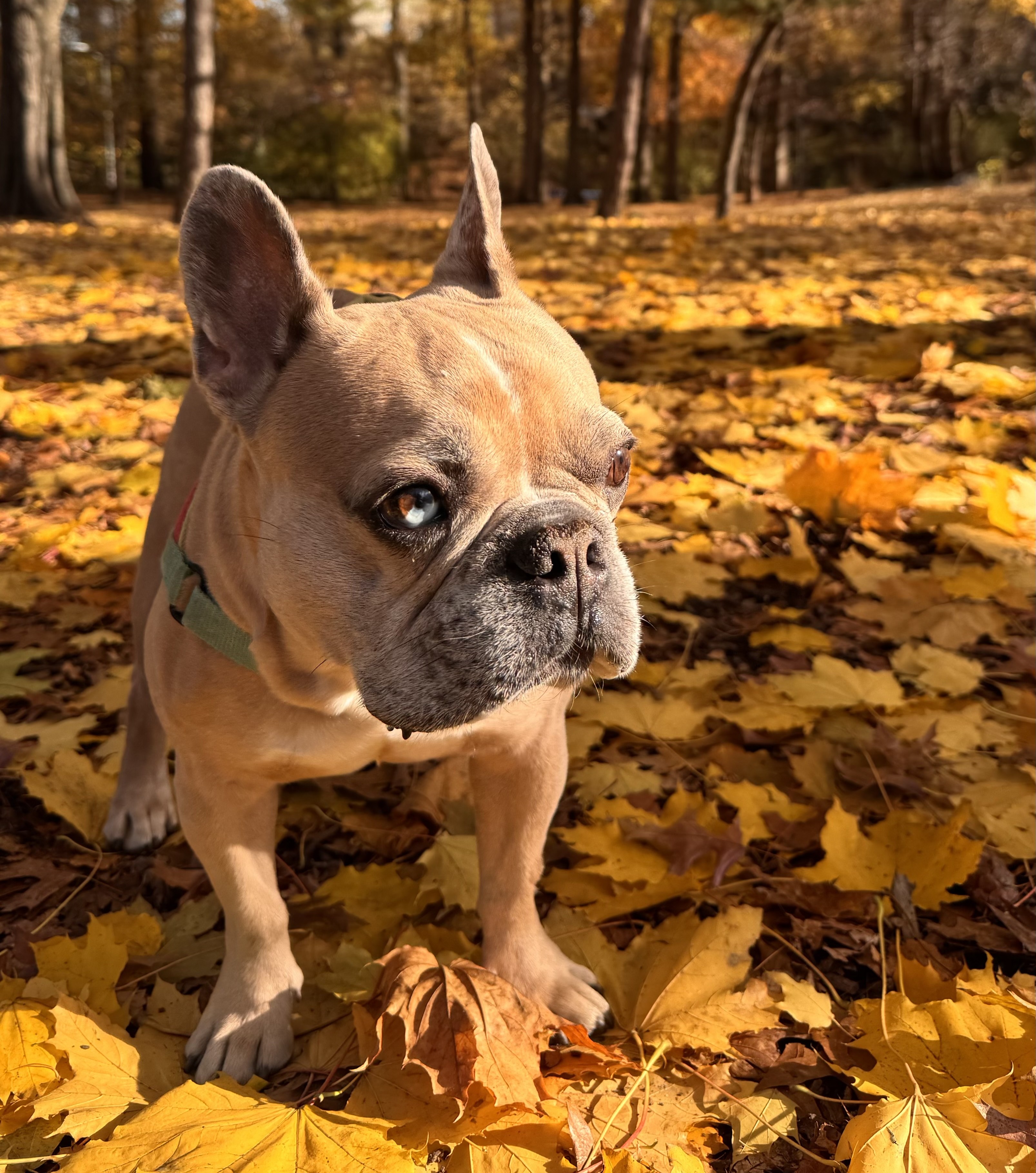 Comunicación Animal
